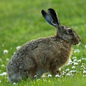 hare