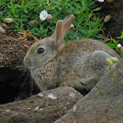 Rabbit