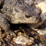 Toad